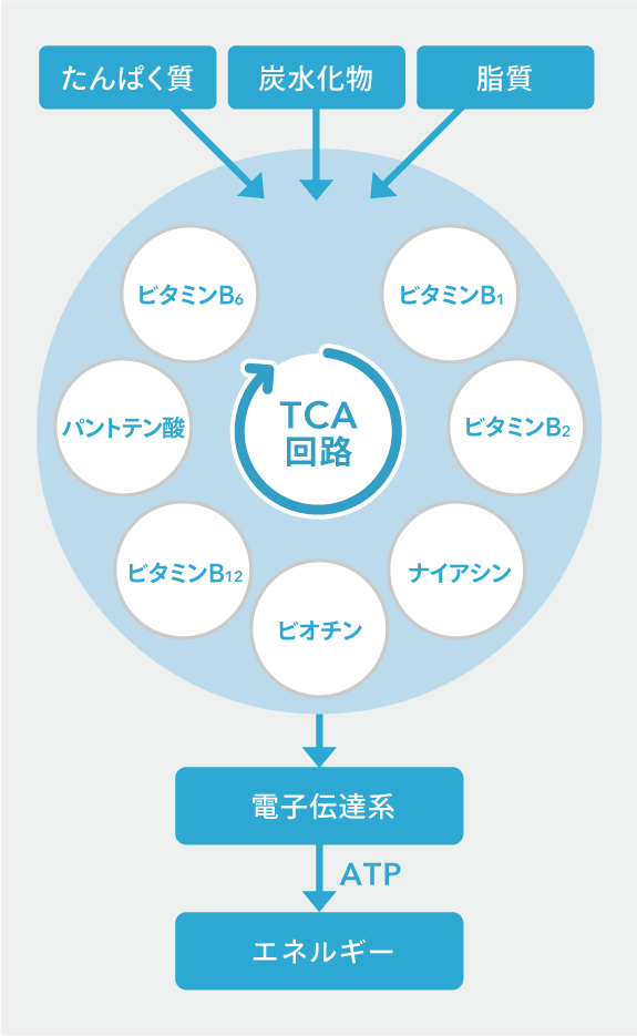 図：TCA回路