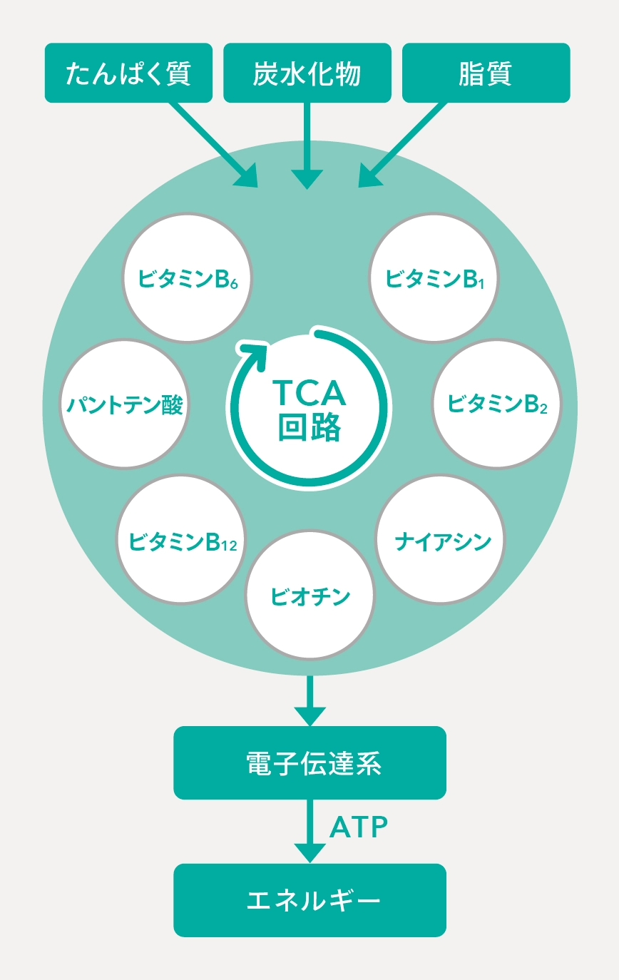 TCA回路の図解