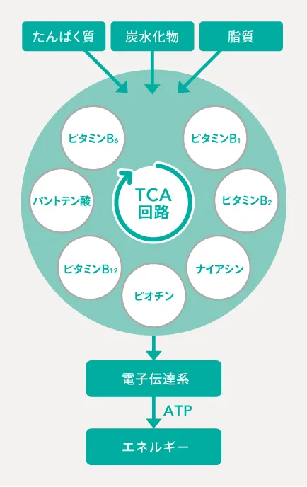 TCA回路の図解